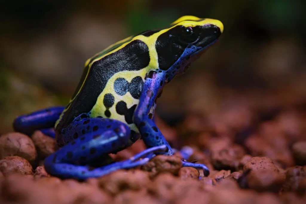 Blue and yellow amazon Dyeing Poison Frog, in natural habitat