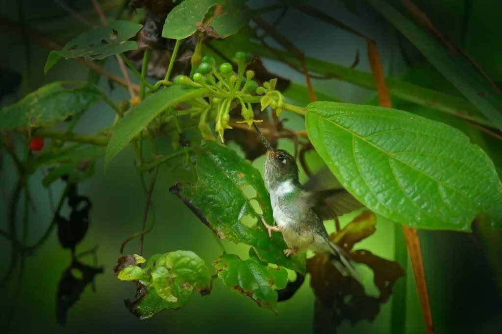Ecuadorian piedtail bird