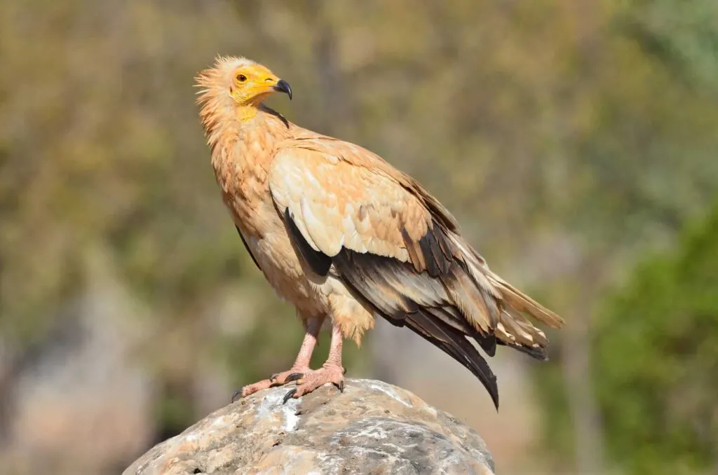 Egyptian vulture is sitting on the rocks
