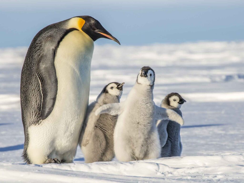 Emperor Penguin with three chicks