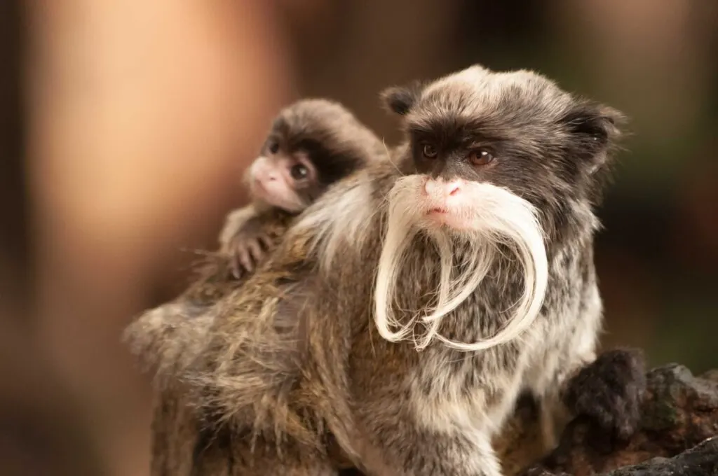 Emperor Tamarin monkey carrying a baby on its back