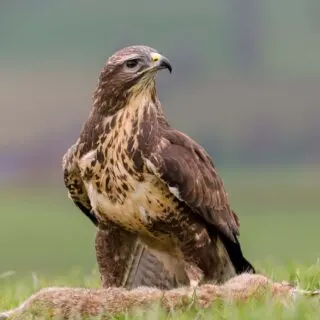 Eurasian Buzzard is a bird of prey feeding on a rabbit
