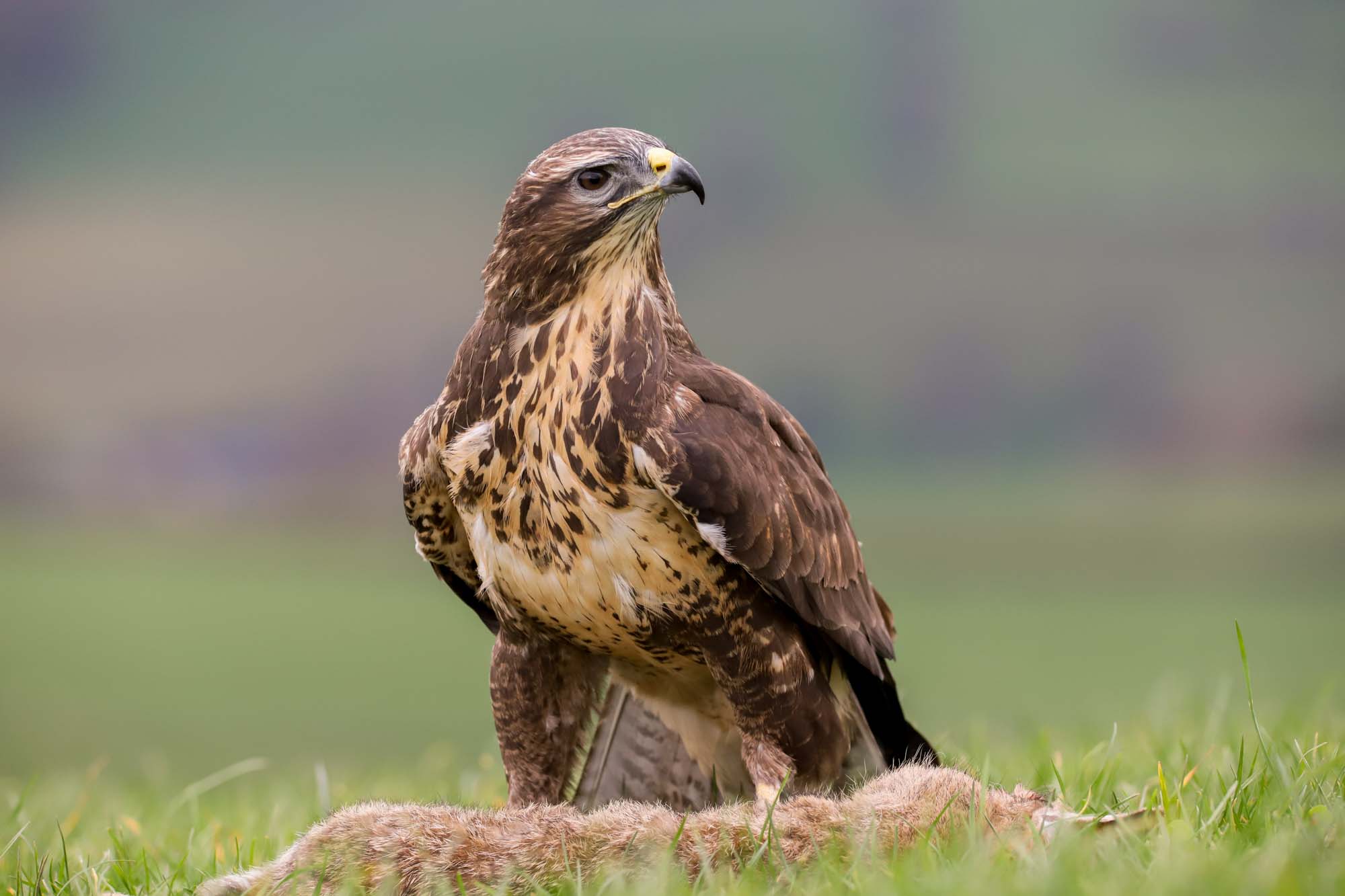 Buttle Animals Wildlife Explained - All You Want to Know About Animals