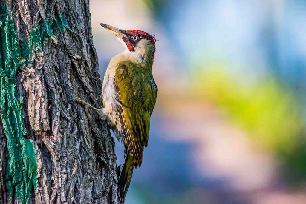 Eurasian green woodpecker looking for food