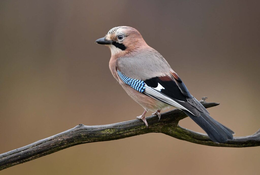 Eurasian Jay perched on branch