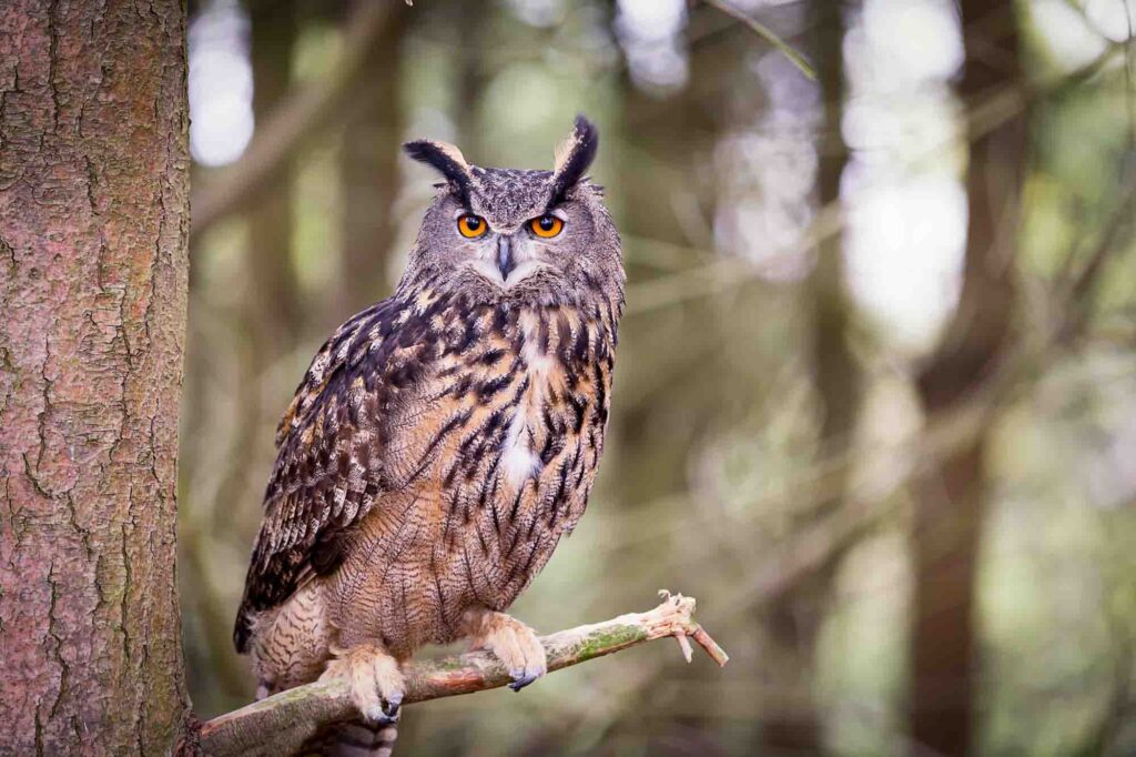 Eurasian eagle-owl perched on branch