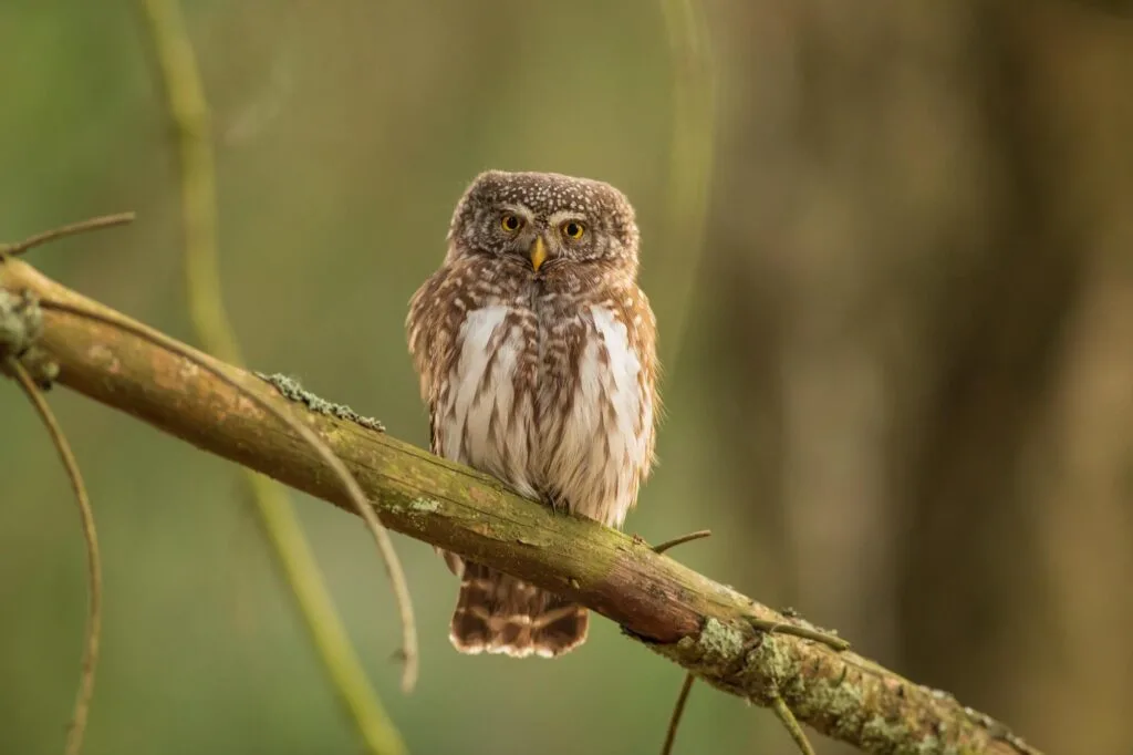 Eurasian pygmy owl perched on branch