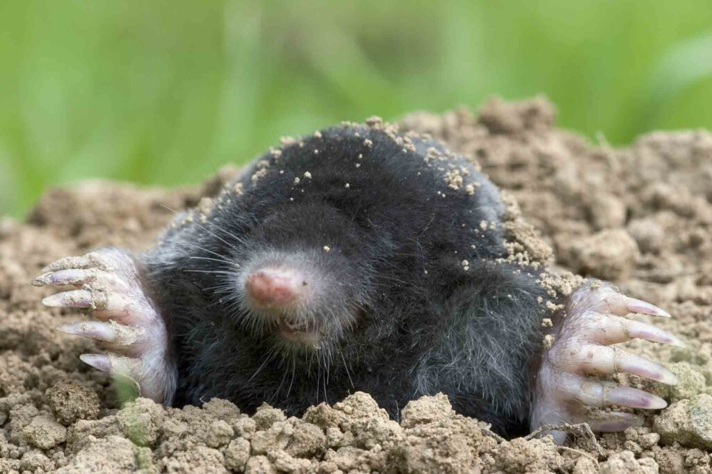 European mole on the ground