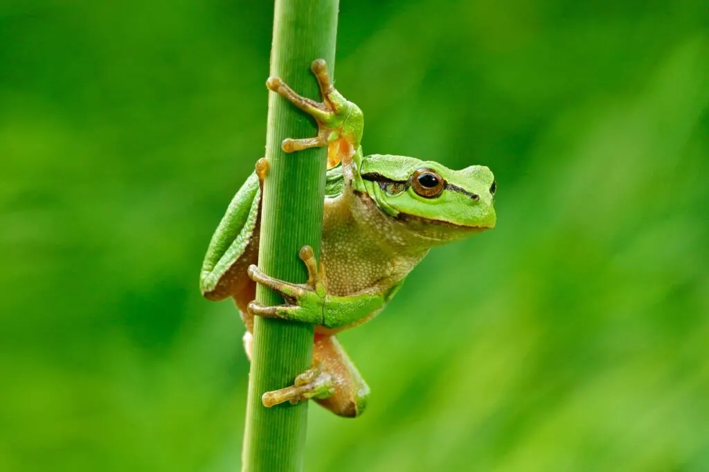 European tree frog sitting on grass straw