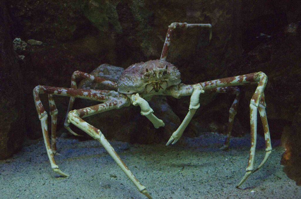Japanese spider crab in water