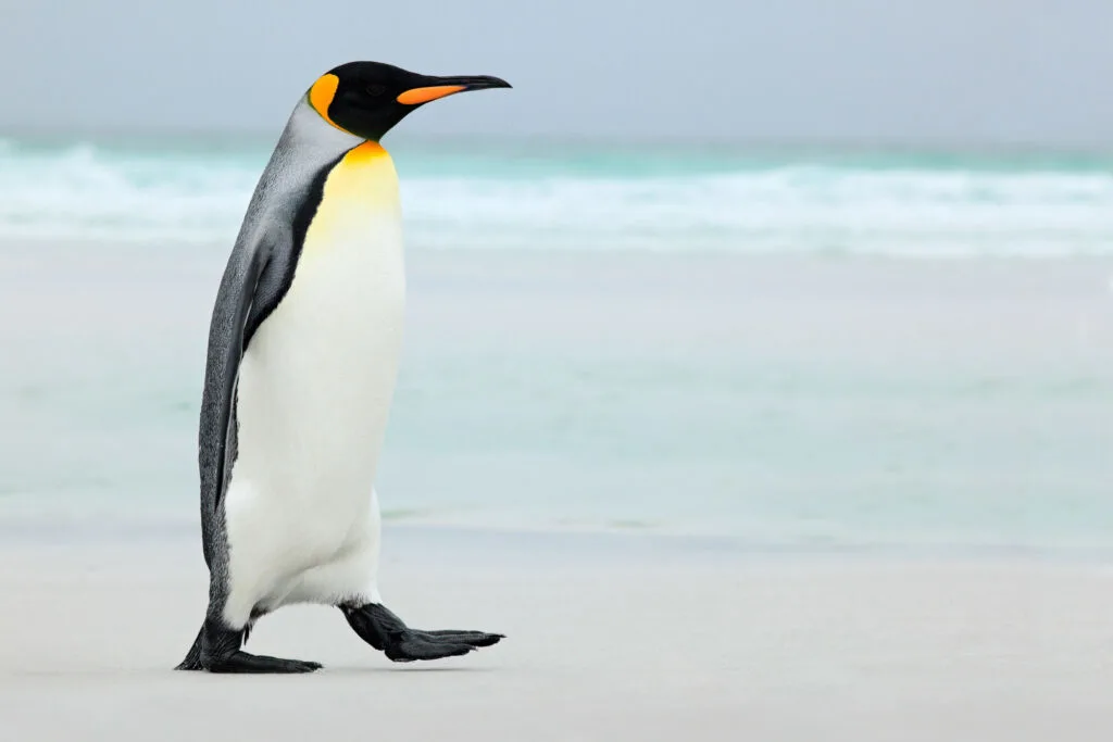 King penguin walking on the beach