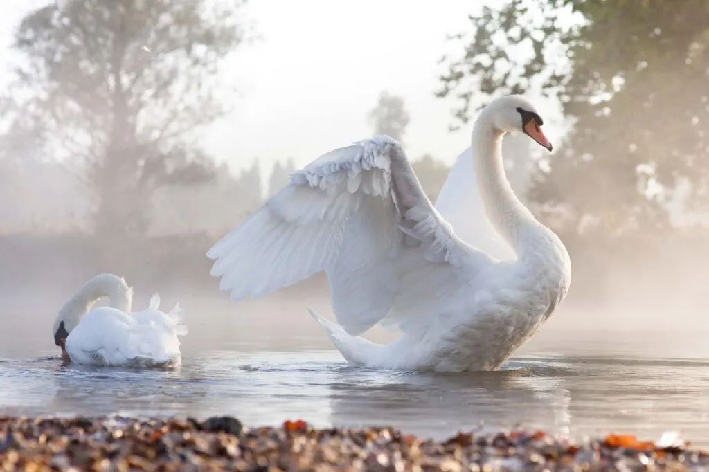 Mute swan (Cygnus olor) stretching on a mist covered lake at dawn