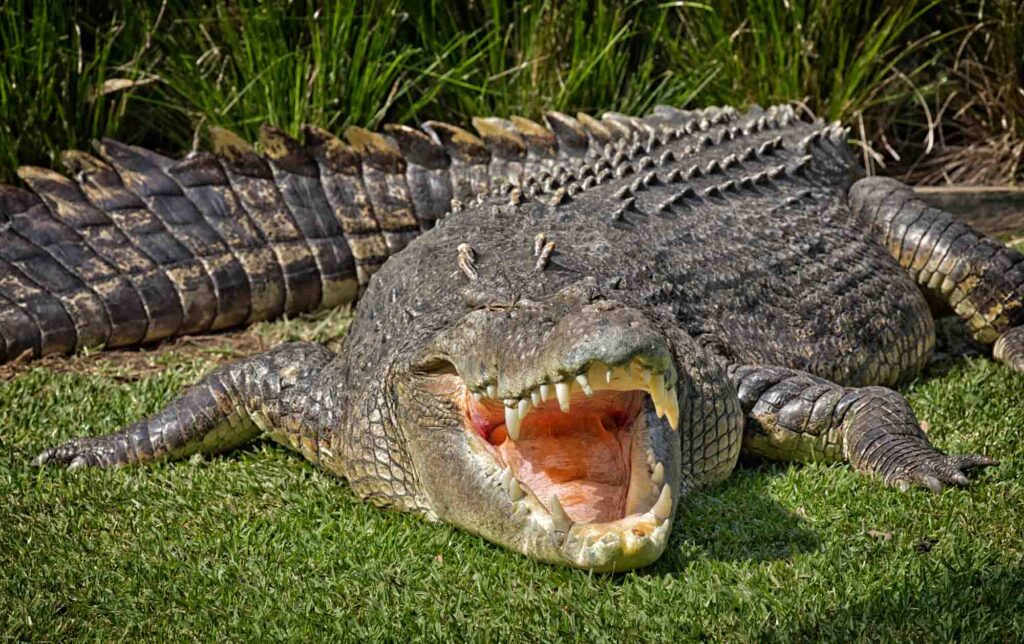 A huge Saltwater Crocodile basks in the hot sun