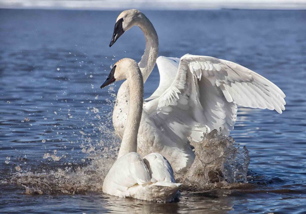 Trumpeter swans exhibiting courtship behavior