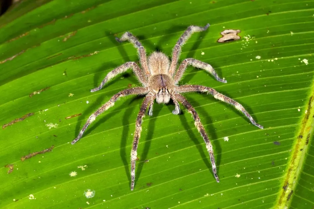 The Brazilian wandering is one of the most dangerous spiders in the world!