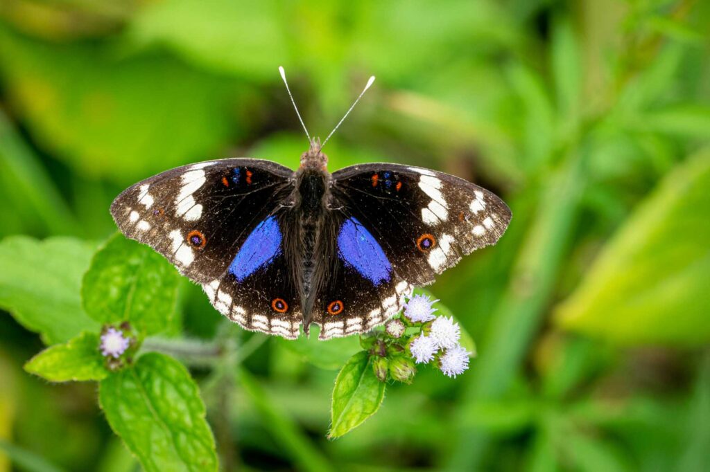 Dark blue pansy butterfly on flower