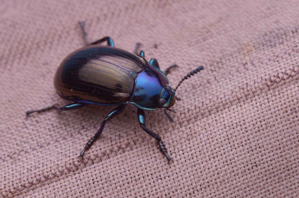 Shiny darkling beetle