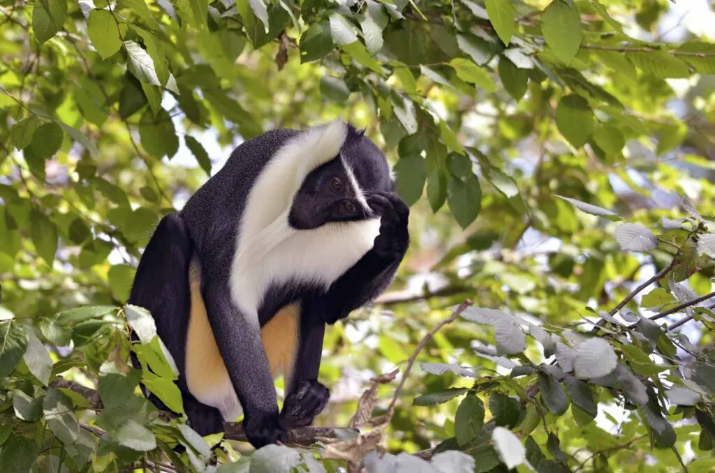 Diana monkey is a black and white animal that start with D
