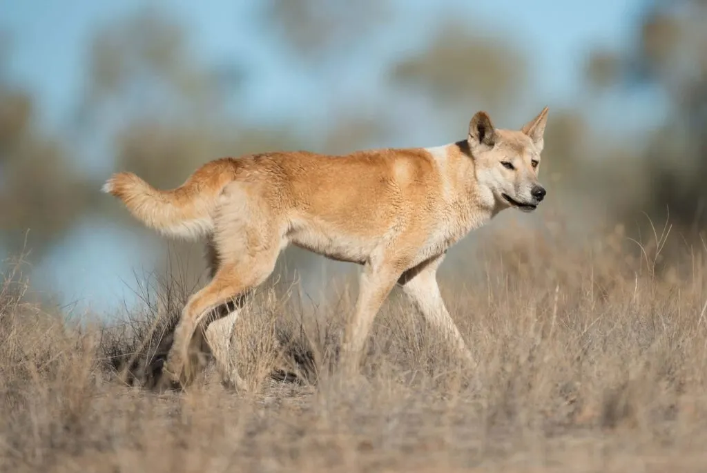 Dingo wild dog in Australia