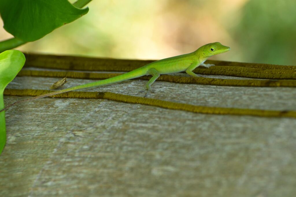 Dominican green anole is a forest lizard