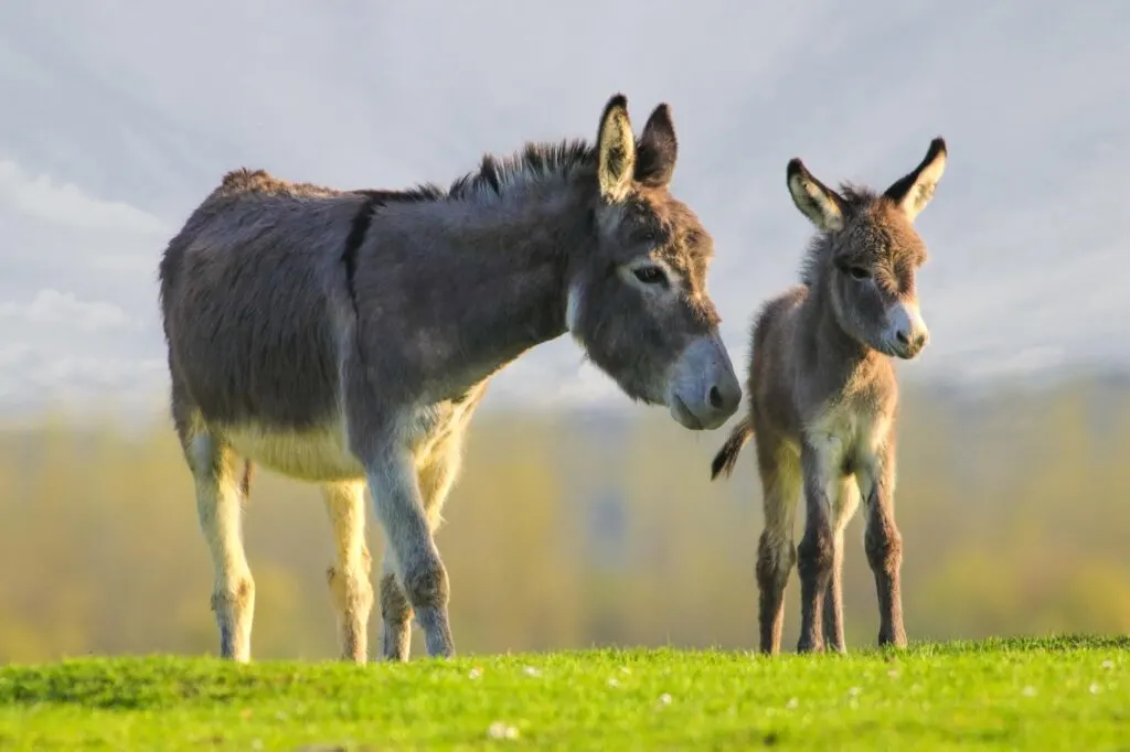 Baby donkey with mother on meadow