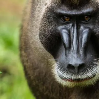 Drill monkey portrait
