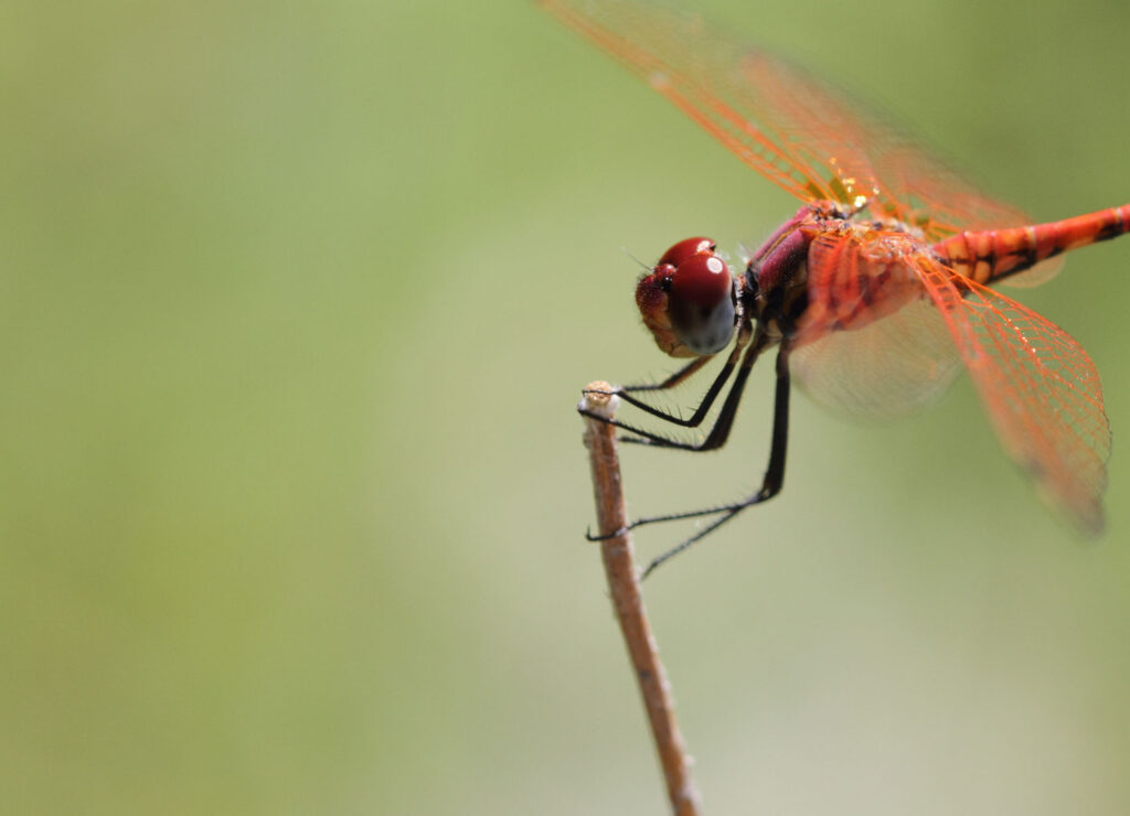 Duckweed firetail is a red dragonfly