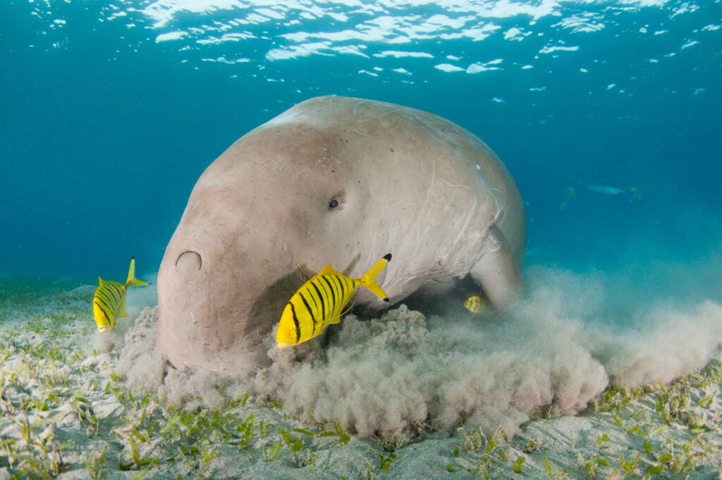 Dugong eating in the bottom of shallow ocean