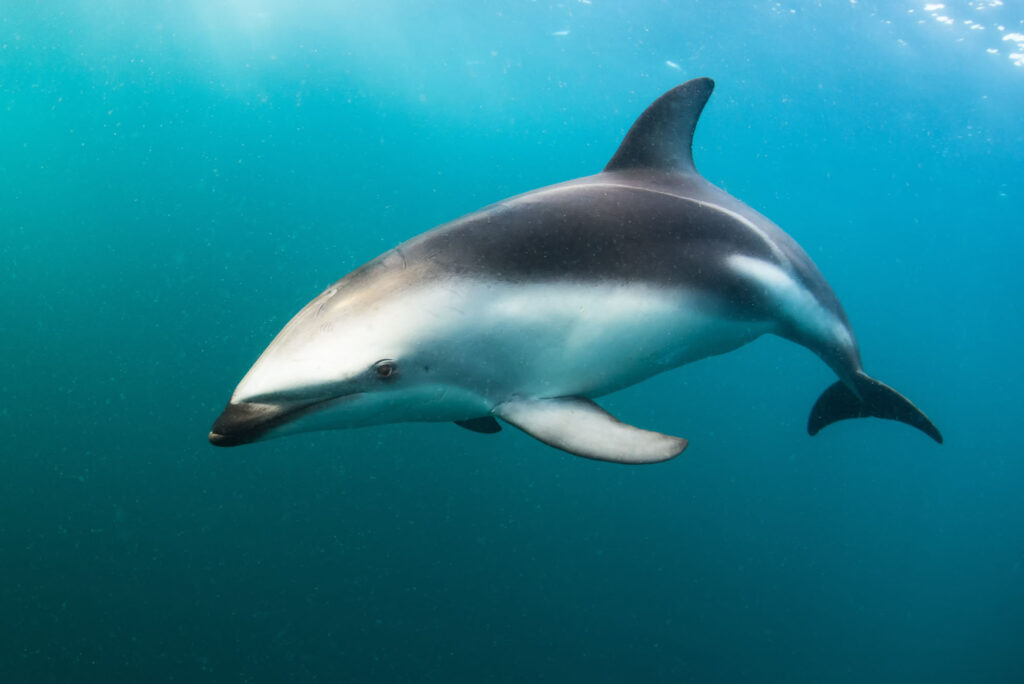 Dusky dolphin swimming along in blue water
