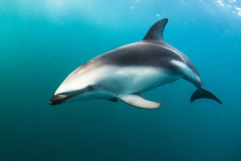 Dusky dolphin swimming along in blue water