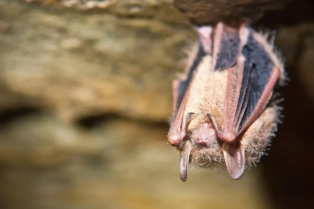 Eastern pipistrelle bat