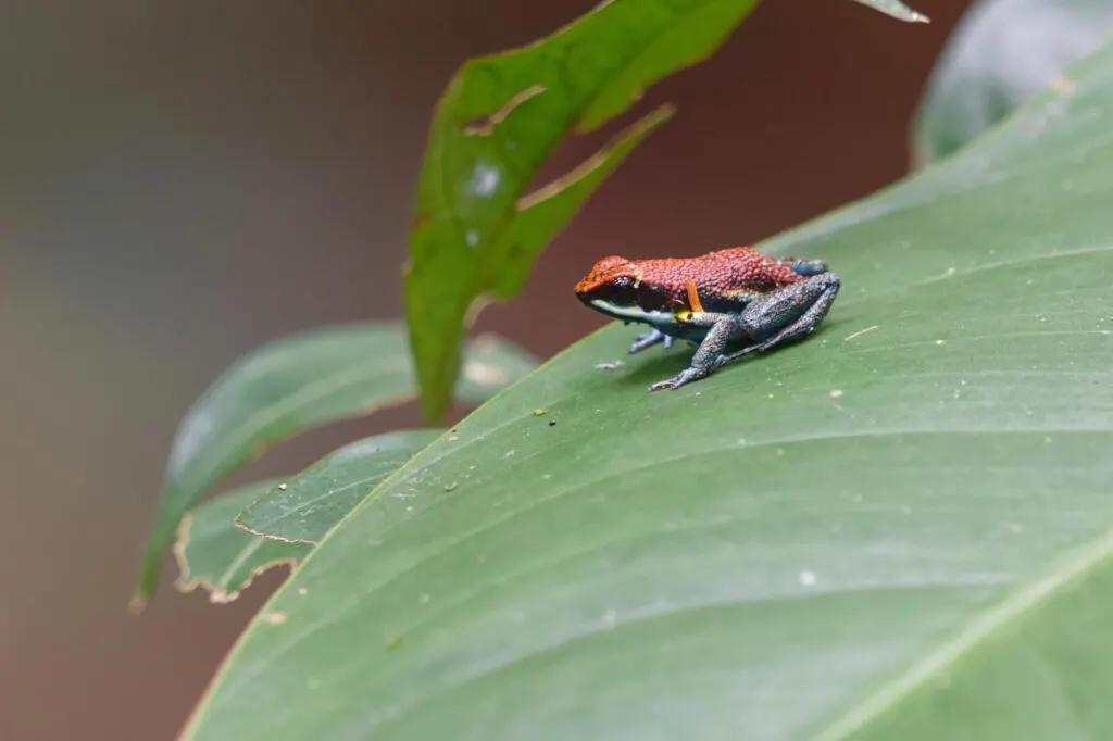 Ecuador Poison Frog on a leaf