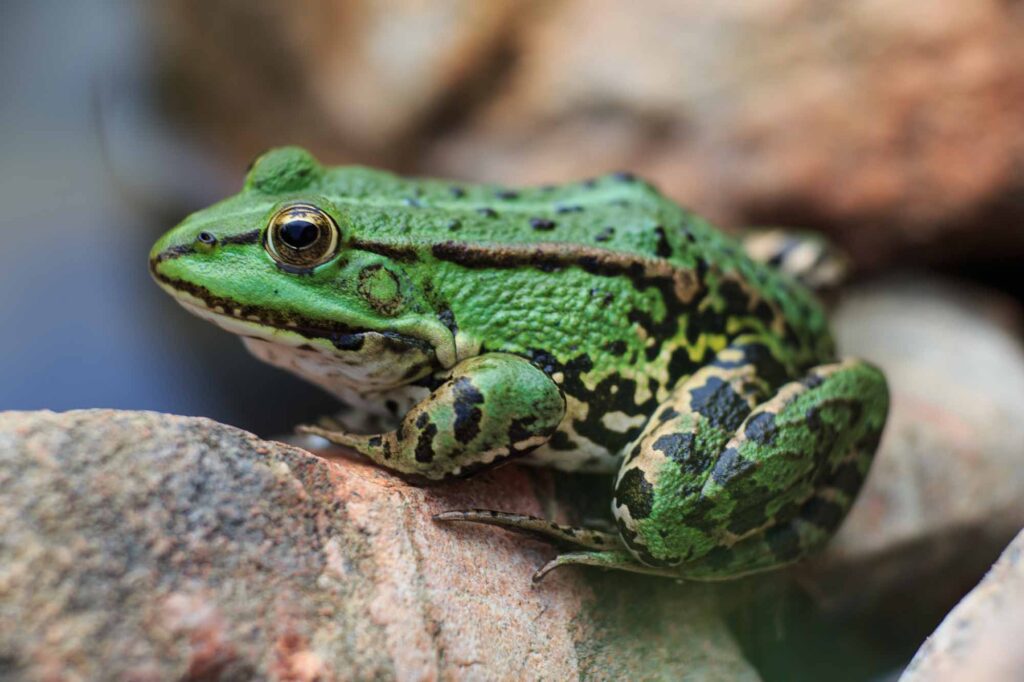Edible frog on a rock