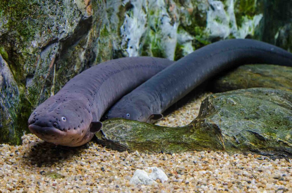Electric eels in water
