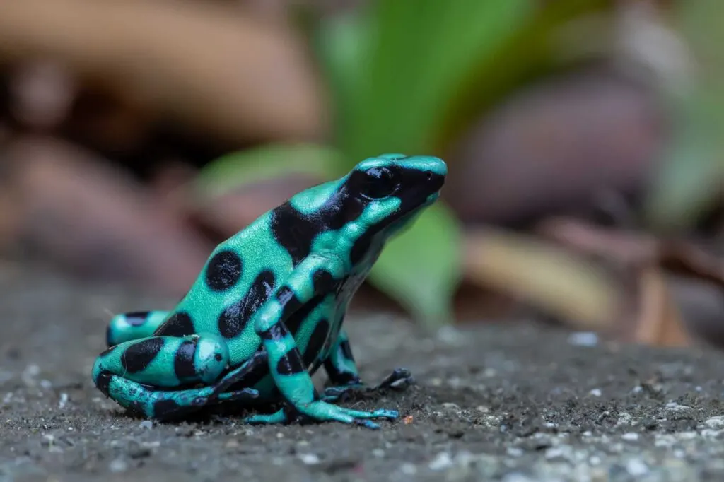 Emerald poison frog on the ground