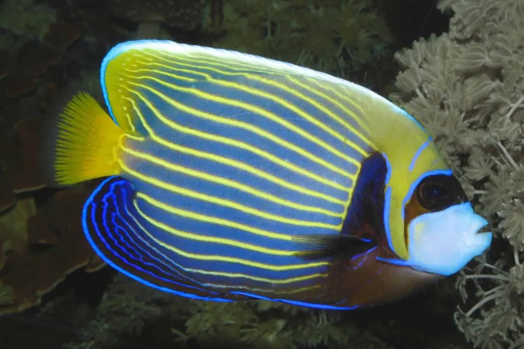 Emperor angelfish in reef