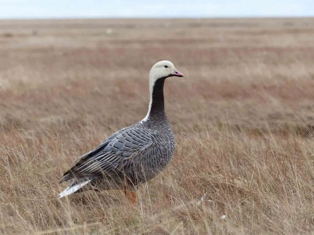 The emperor goose walking on the prairie