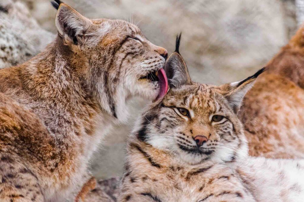 Eurasian lynx cleaning other lynx with the tongue
