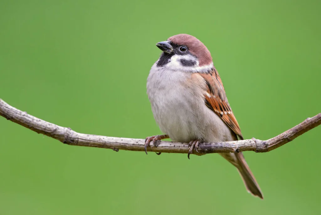 Eurasian Tree Sparrow perched on branch