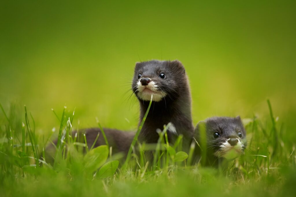 Close up of pair of European minks watching surrounding from grass