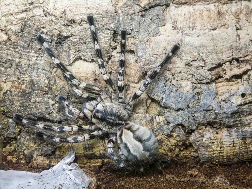 Face sized tarantula, poecilotheria rajaei