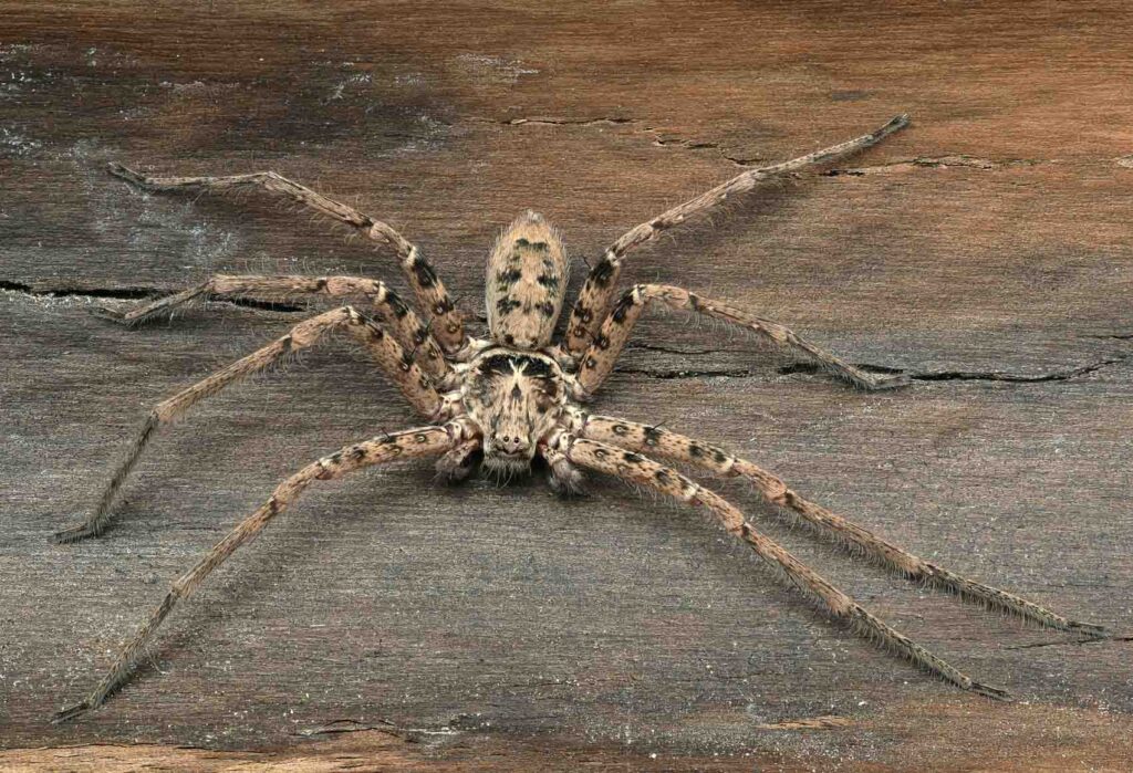 giant huntsman spider, heteropoda maxima