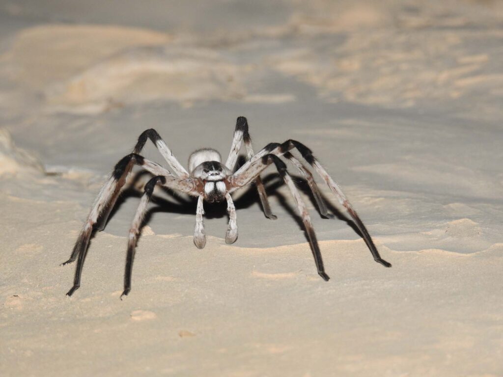 giant middle eastern spider, cerbalus aravaensis
