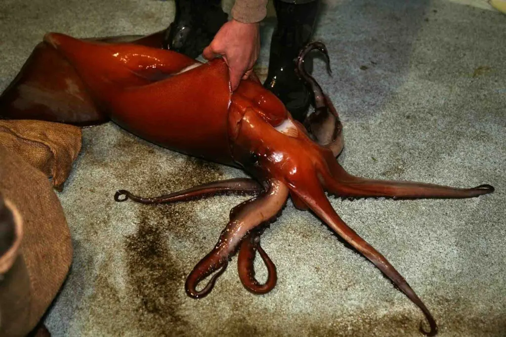 Humboldt Squid on a fishing boat