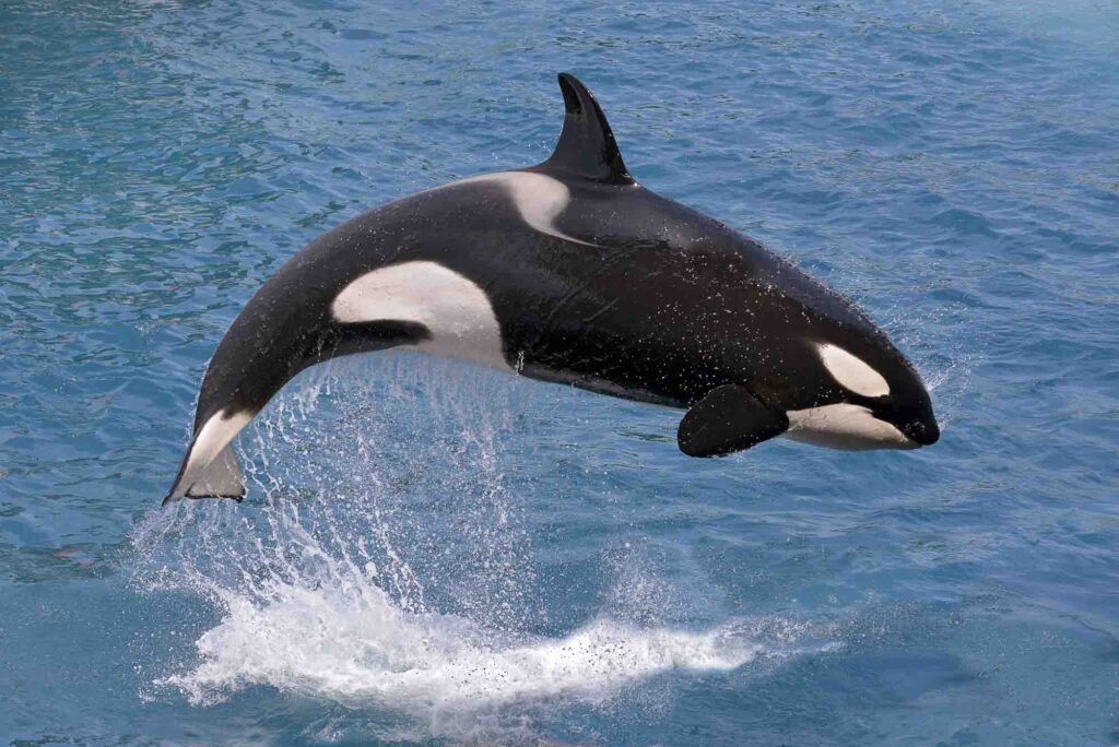 Killer whale (Orcinus orca) jumping out of the water