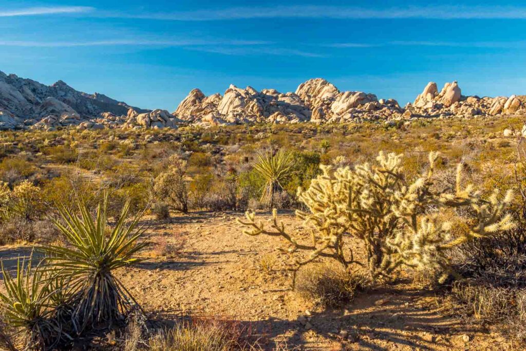 Mojave Desert in the US