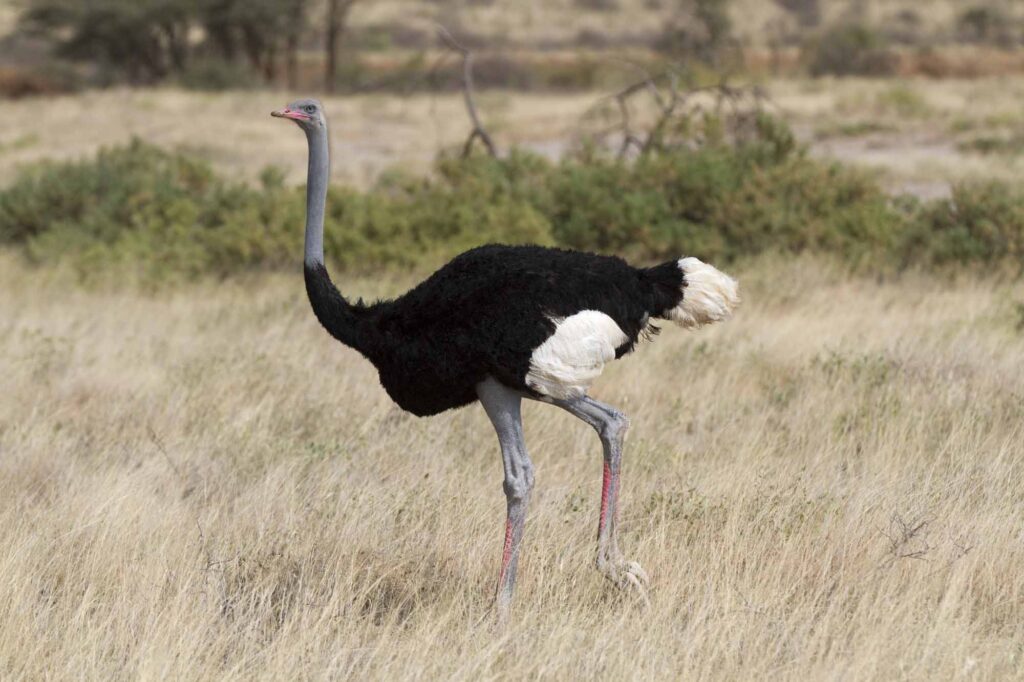 Male somali ostrich walking