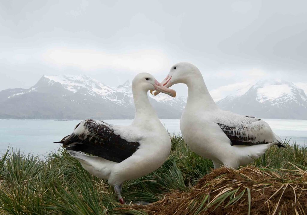 Pair of wandering albatrosses on the nest, the largest flying birds in the world