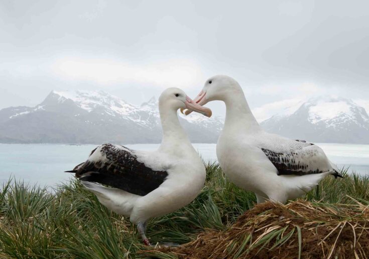 21 Animals That Mate For Life: Monogamous Animal Species