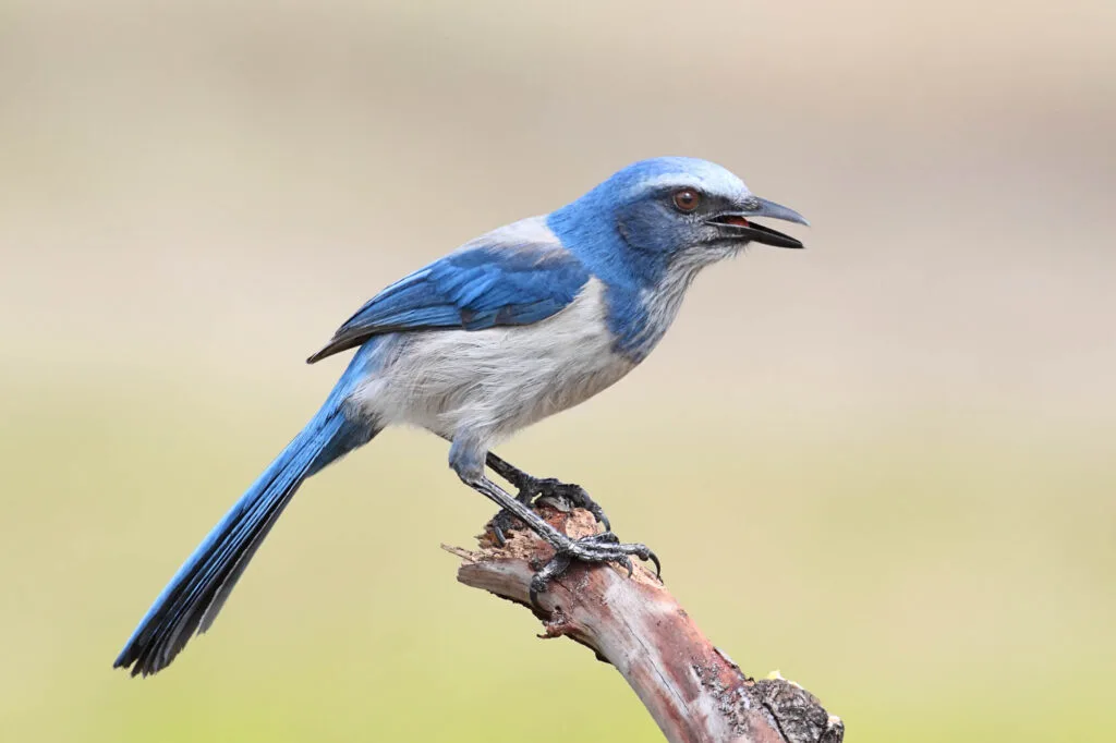 Florida Scrub-Jay (Aphelocoma coerulescens) perched on a branch